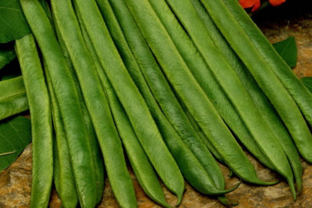 Buskbønne Domino (Phaseolus vulgaris)