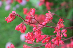 Alunrod Firefly (Heuchera sanguinea)