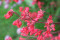 Alunrod Firefly (Heuchera sanguinea)