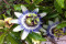 Passionsblomst (Passiflora caerulea)