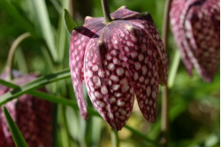 Almindelig vibeæg (Fritillaria meleagris)