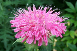 Hestemynte blandede farver (Monarda didyma Panorama)