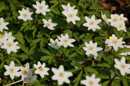 Hvid anemone (Anemone nemorosa)