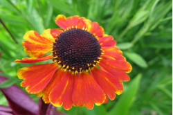 Solbrud (Helenium autumnale)