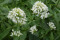 Sporebaldrian - Hvid (Centranthus ruber)